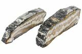 Mammoth Molar Slices With Case - South Carolina #99516-2